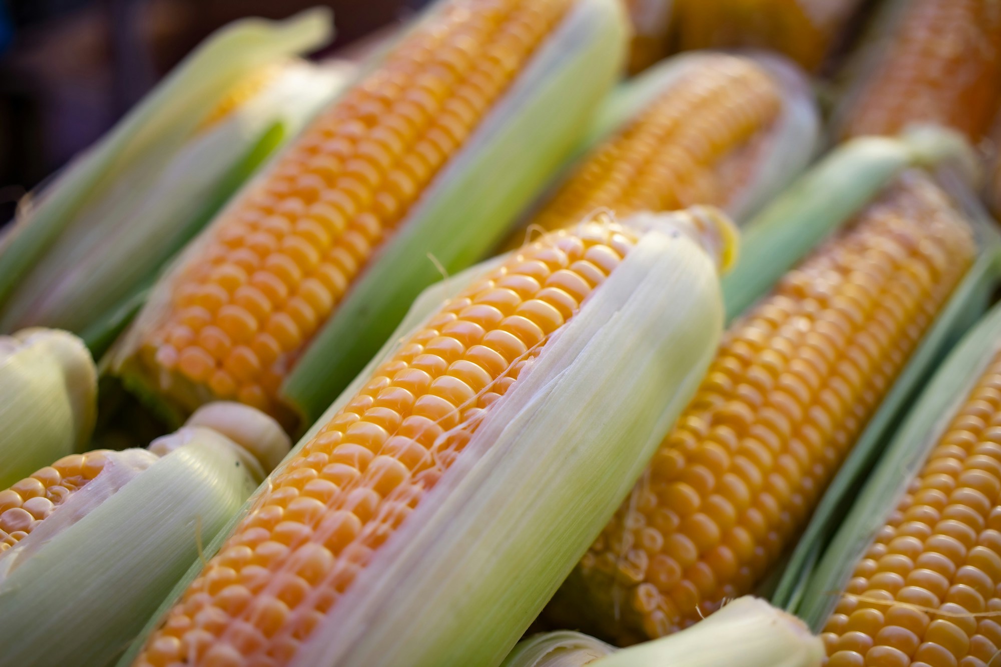 Declining Corn Prices Caught Farmers Off Guard